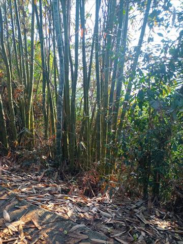 竹筍 產品圖片（圖片編號 699237）