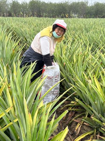 鳳梨 產品圖片（圖片編號 699248）
