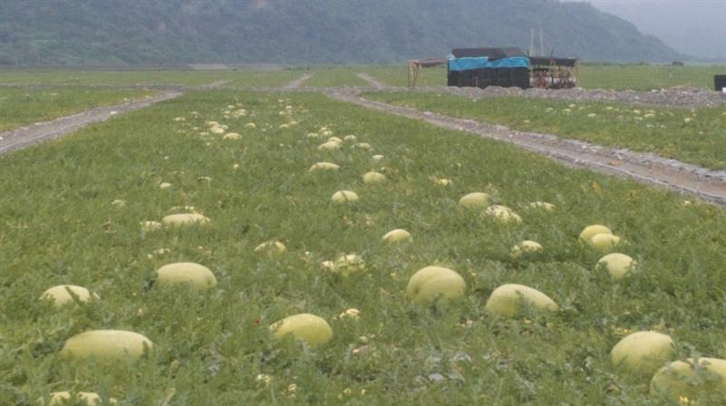 西瓜 產品圖片（圖片編號 699264）