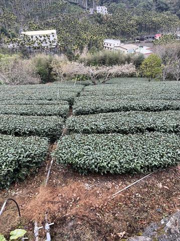 茶製品-茶 產品圖片（圖片編號 699394）