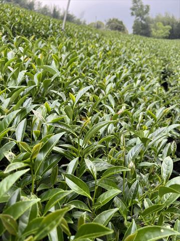 茶製品-茶 產品圖片（圖片編號 699397）