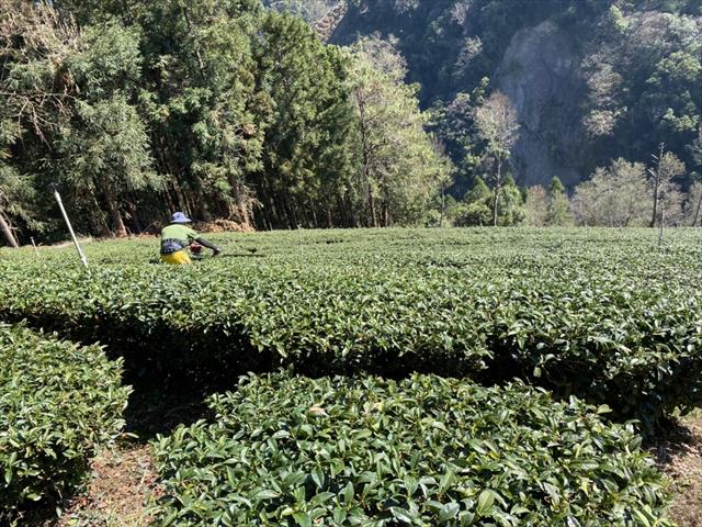 茶製品-茶 產品圖片（圖片編號 699401）