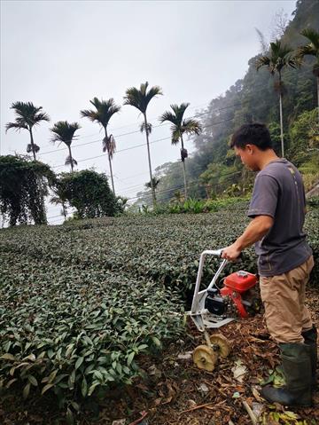 茶製品-茶 產品圖片（圖片編號 699404）