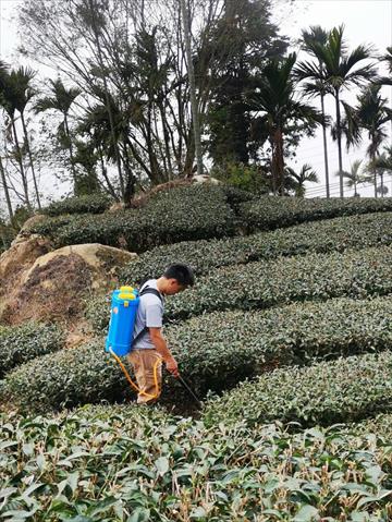 茶製品-茶 產品圖片（圖片編號 699407）
