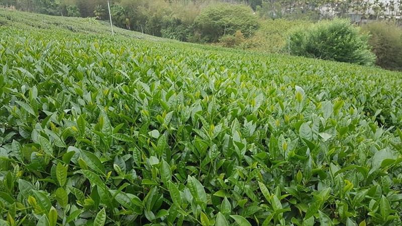 茶製品-茶 產品圖片（圖片編號 699415）