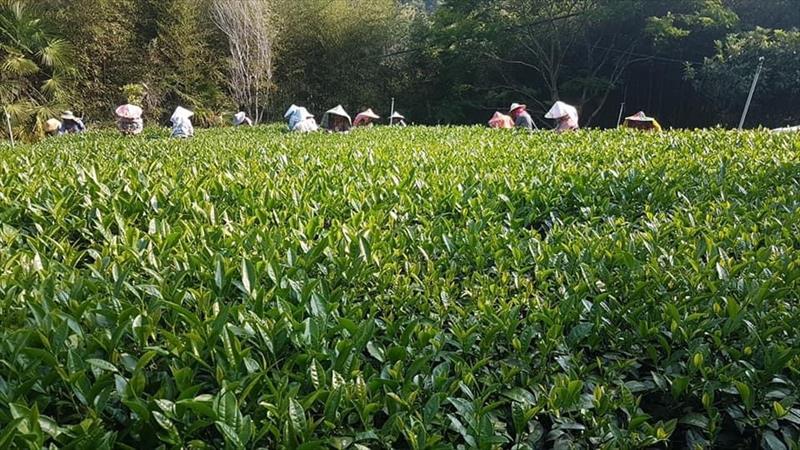 茶製品-茶 產品圖片（圖片編號 699416）