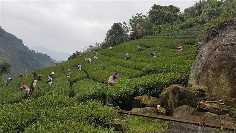 茶製品-茶 產品圖片（圖片編號 699417）