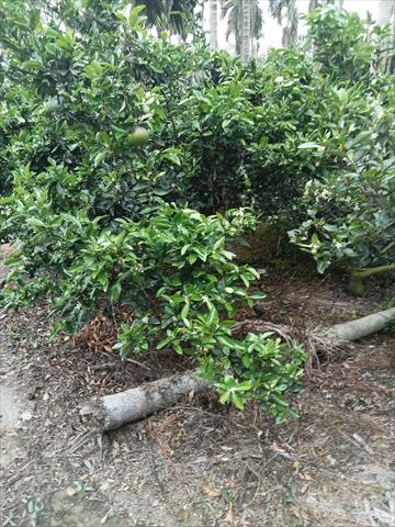 茂谷柑 產品圖片（產品編號 517832）