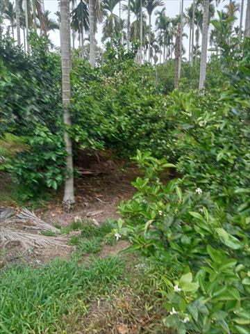 茂谷柑 產品圖片（圖片編號 699420）