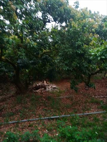 荔枝 產品圖片（產品編號 517841）
