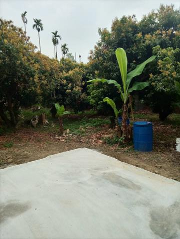 荔枝 產品圖片（圖片編號 699427）