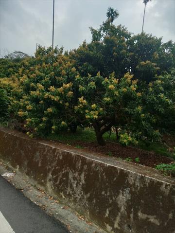 荔枝 產品圖片（圖片編號 699428）