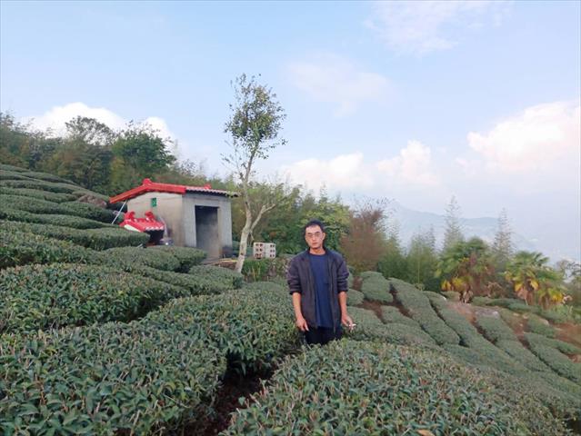 茶製品-茶 產品圖片（產品編號 517871）
