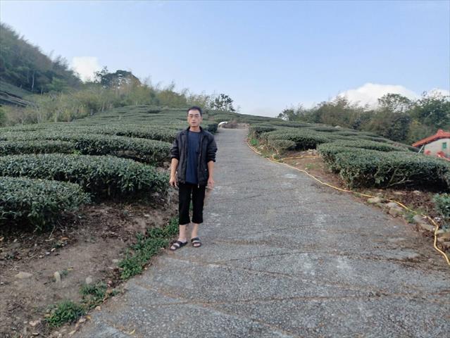 茶製品-茶 產品圖片（圖片編號 699472）