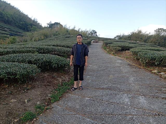 茶製品-茶 產品圖片（圖片編號 699473）