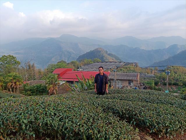 茶製品-茶 產品圖片（圖片編號 699474）