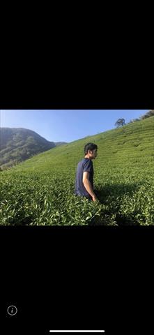 茶製品-茶 產品圖片（產品編號 518196）