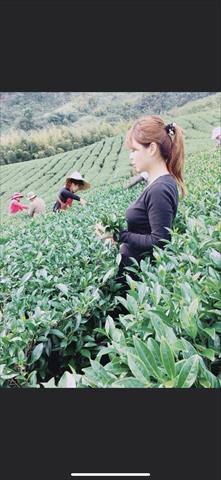 茶製品-茶 產品圖片（圖片編號 699998）