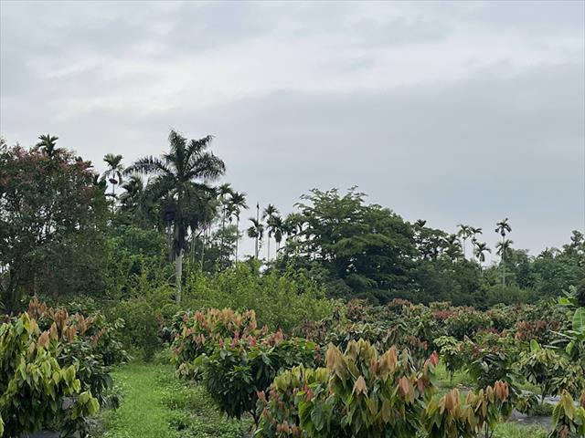 可可 產品圖片（產品編號 518326）