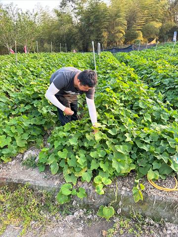 龍鬚菜(隼人瓜苗、梨瓜苗) 產品圖片（圖片編號 700383）