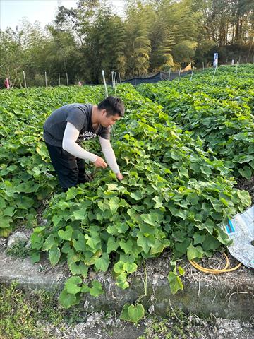 龍鬚菜(隼人瓜苗、梨瓜苗) 產品圖片（圖片編號 700384）
