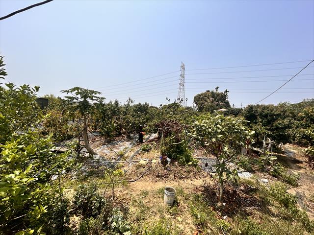 酪梨 產品圖片（圖片編號 700396）