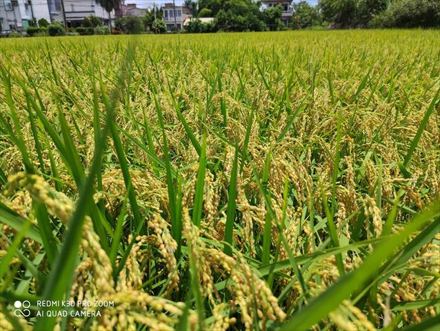 稉稻(白米或黑米) 產品圖片（圖片編號 702162）