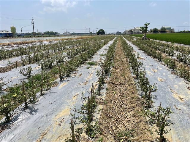 黃秋葵(羊角豆,秋葵) 產品圖片（圖片編號 702357）