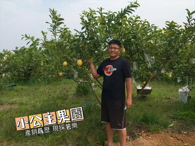 番石榴(芭樂) 產品圖片（產品編號 519368）
