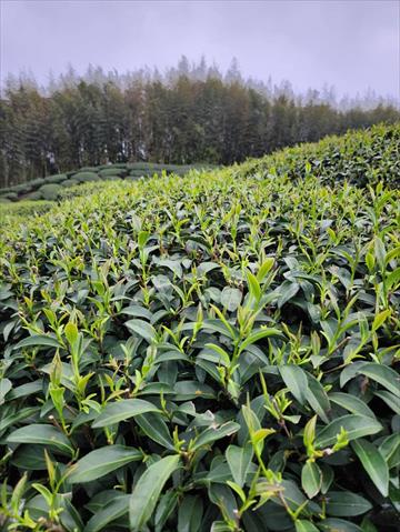 茶製品-茶 產品圖片（圖片編號 702523）