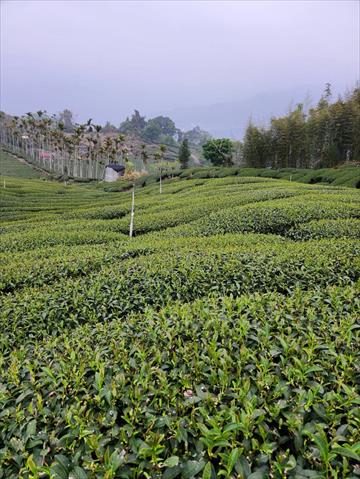 茶製品-茶 產品圖片（圖片編號 702524）