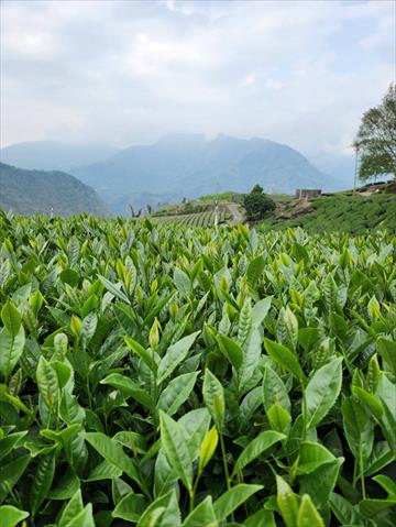 茶製品-茶 產品圖片（圖片編號 702525）