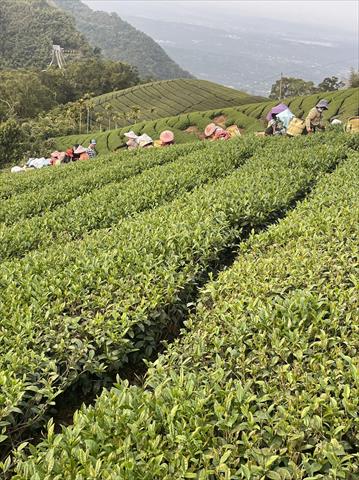 茶製品-茶 產品圖片（產品編號 519455）