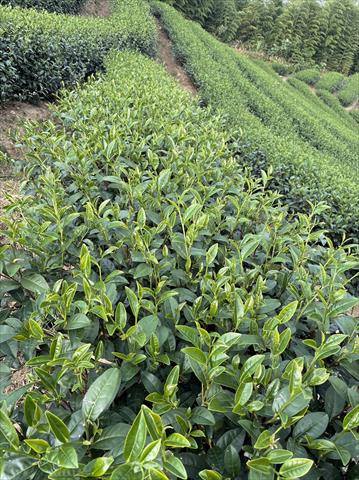 茶製品-茶 產品圖片（圖片編號 702528）