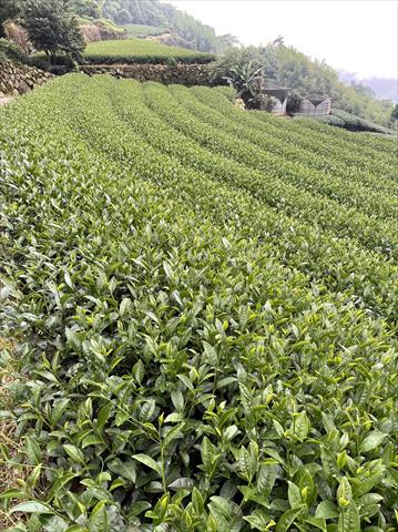 茶製品-茶 產品圖片（圖片編號 702530）