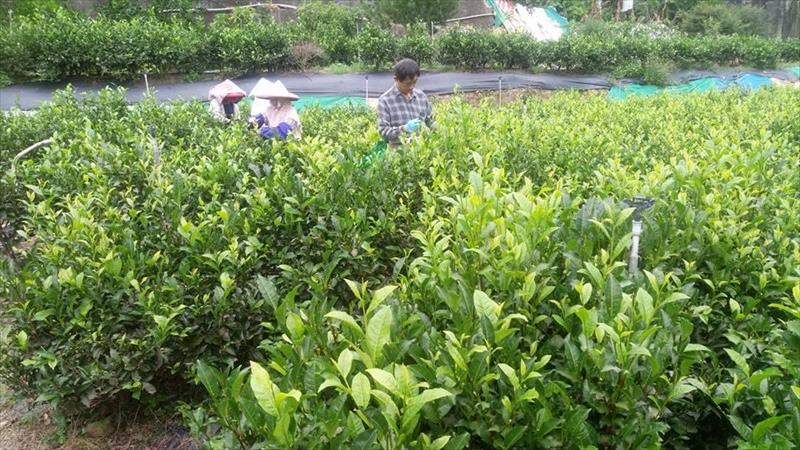 茶製品-茶 產品圖片（圖片編號 703438）