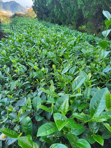 茶製品-茶 產品圖片（產品編號 520093）