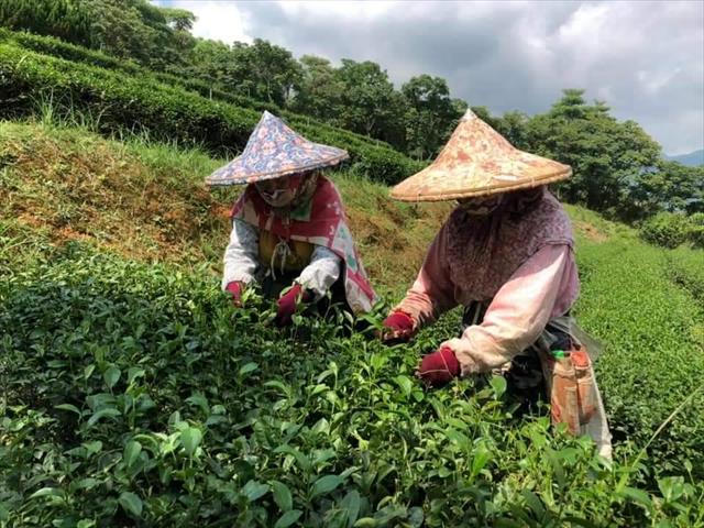 茶製品-茶 產品圖片（圖片編號 704085）