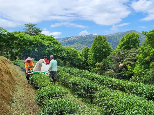 茶製品-茶 產品圖片（圖片編號 704086）