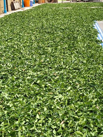 茶製品-茶 產品圖片（圖片編號 704087）