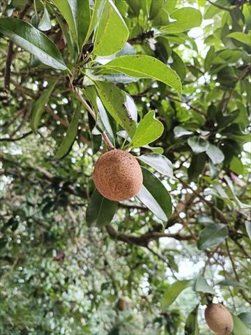 人心果 產品圖片（圖片編號 704093）