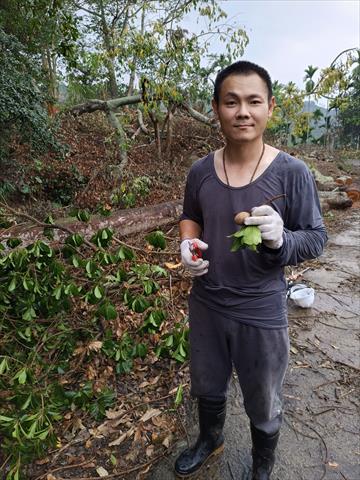 人心果 產品圖片（圖片編號 704099）