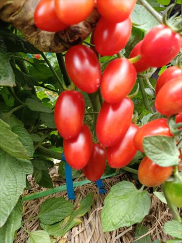 番茄(含小番茄) 產品圖片（圖片編號 704197）