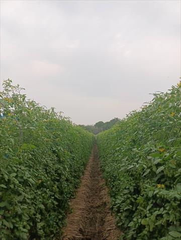 番茄(含小番茄) 產品圖片（圖片編號 704199）