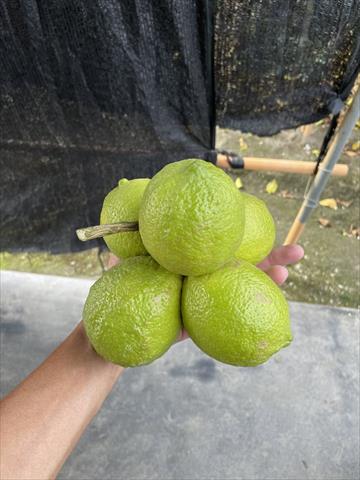檸檬 產品圖片（產品編號 520686）