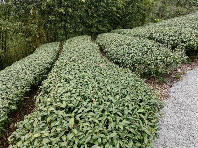 茶製品-茶 產品圖片（圖片編號 706073）