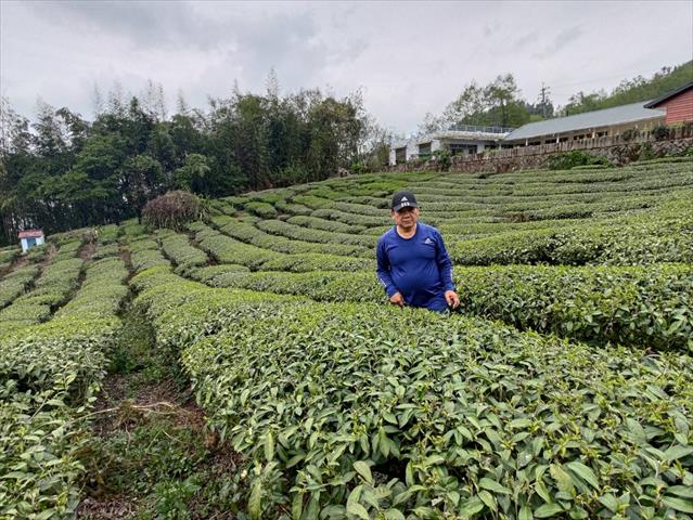 茶製品-茶 產品圖片（圖片編號 706074）