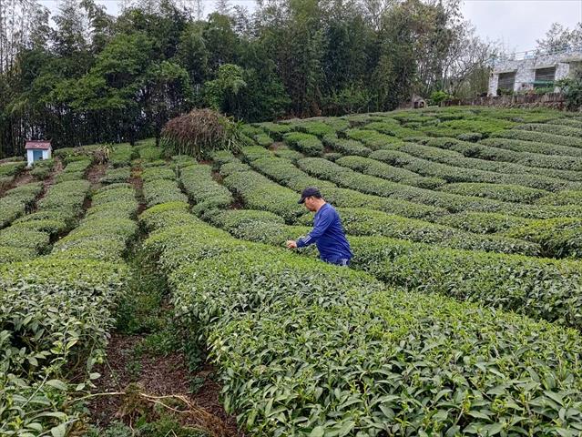 茶製品-茶 產品圖片（圖片編號 706075）