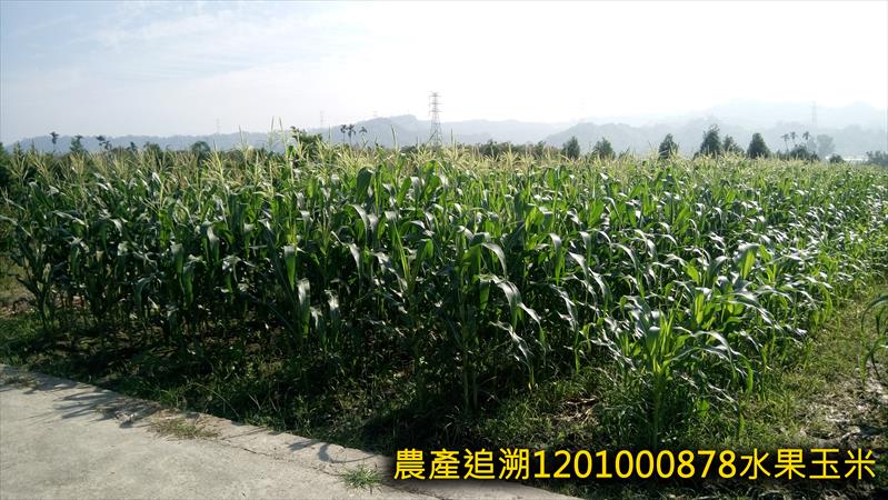 食用玉米(含玉米筍) 產品圖片（圖片編號 706550）