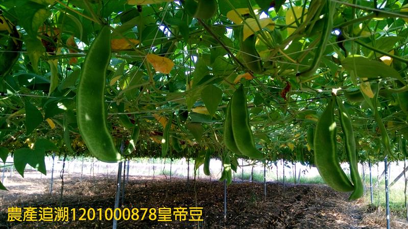 萊豆(皇帝豆) 產品圖片（圖片編號 706555）